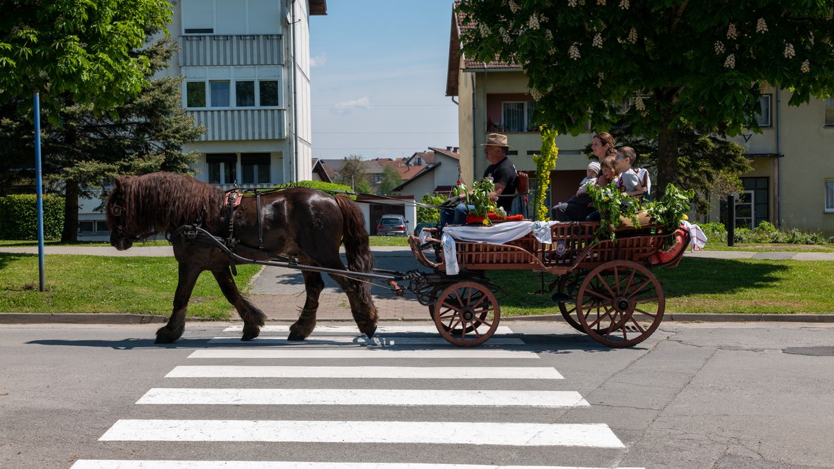 Daily Care Routine for Working Carriage Horses